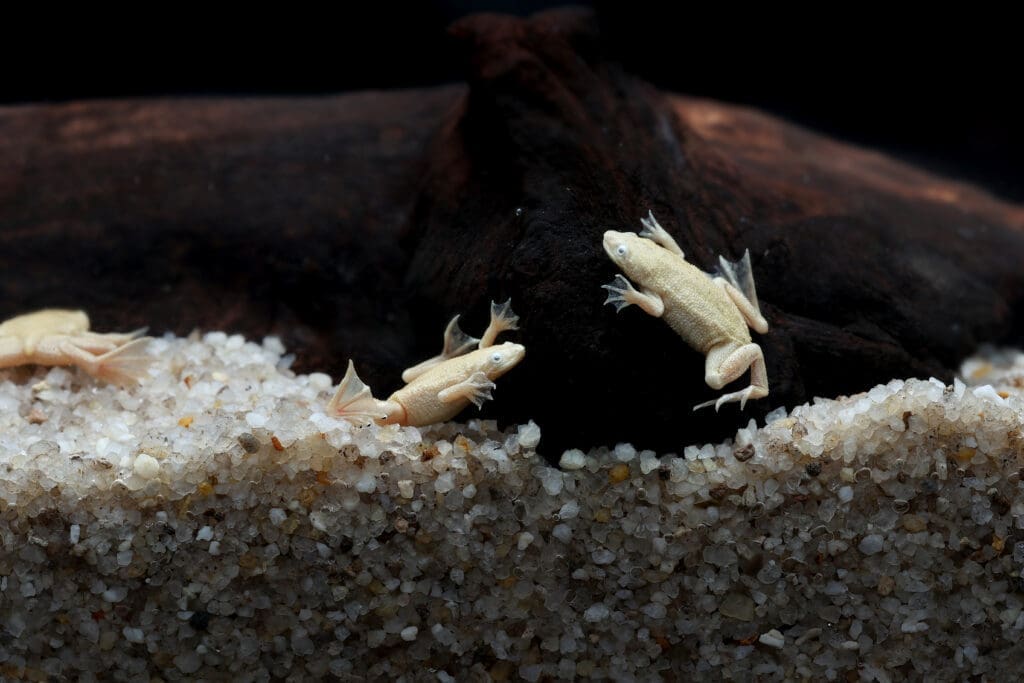 Albino African Dwarf Frog