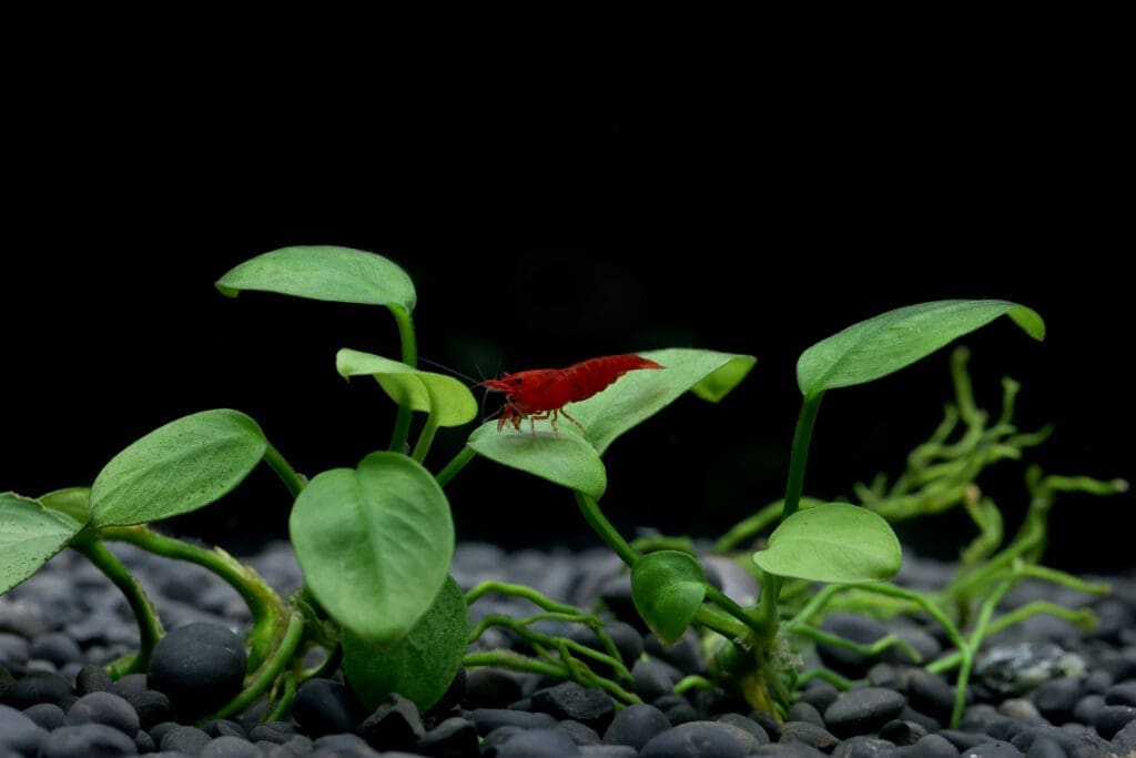 Red Cherry Shrimp