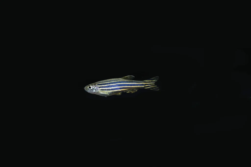 Zebra Danio
