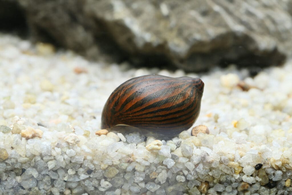 Zebra Snail