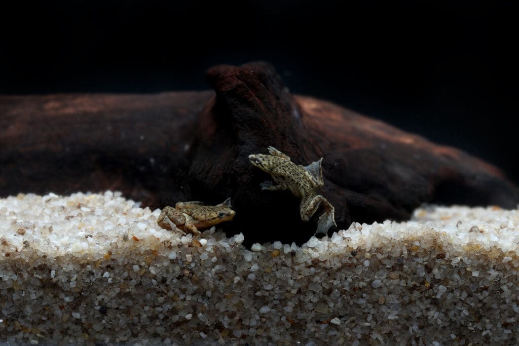 African Dwarf Frog