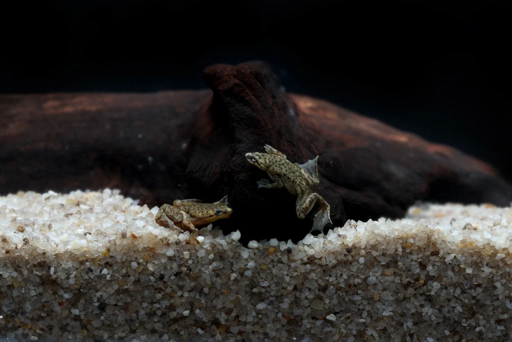 African Dwarf Frog
