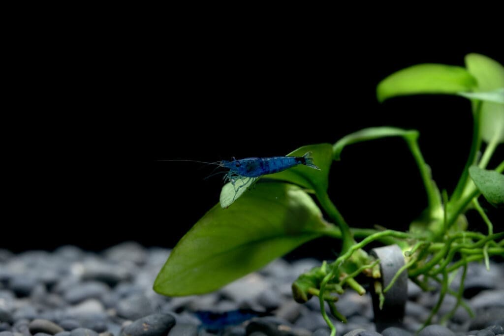 Blue Diamond Shrimp