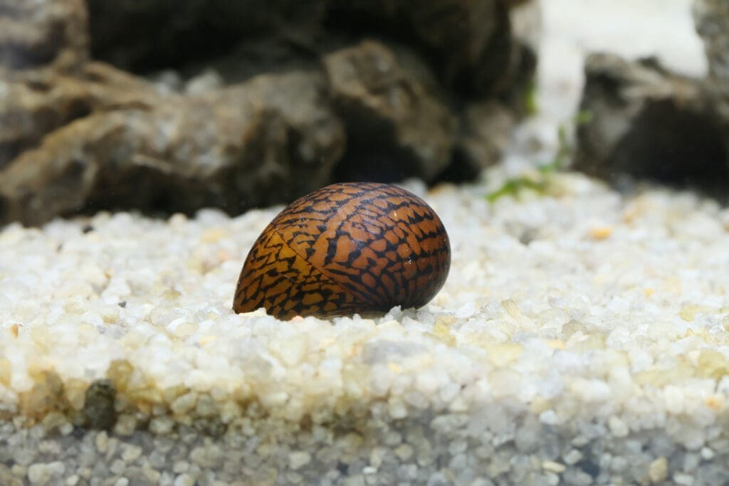 Tiger Snail