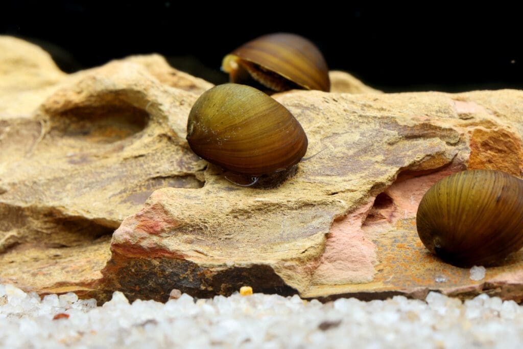 Abalon Snail
