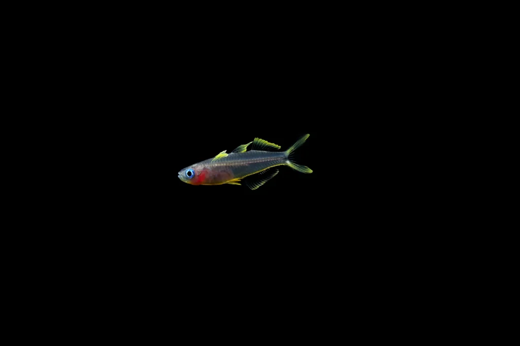 Forktail Rainbow