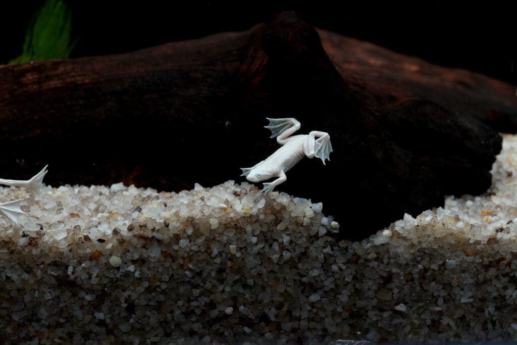 Platinum African Dwarf Frog