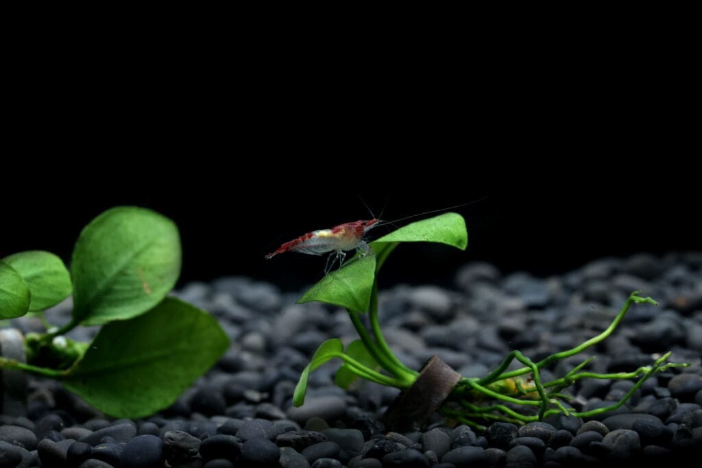 Red Rili Shrimp