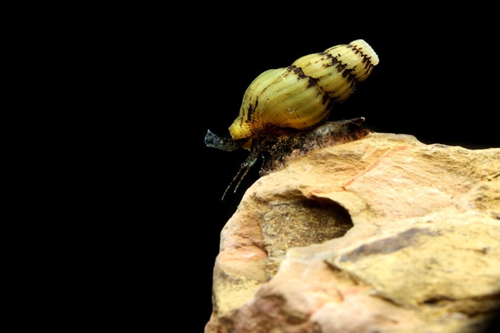 Assassin Snail