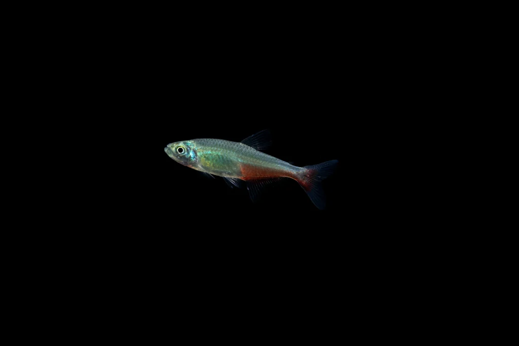 Red Belly Tetra