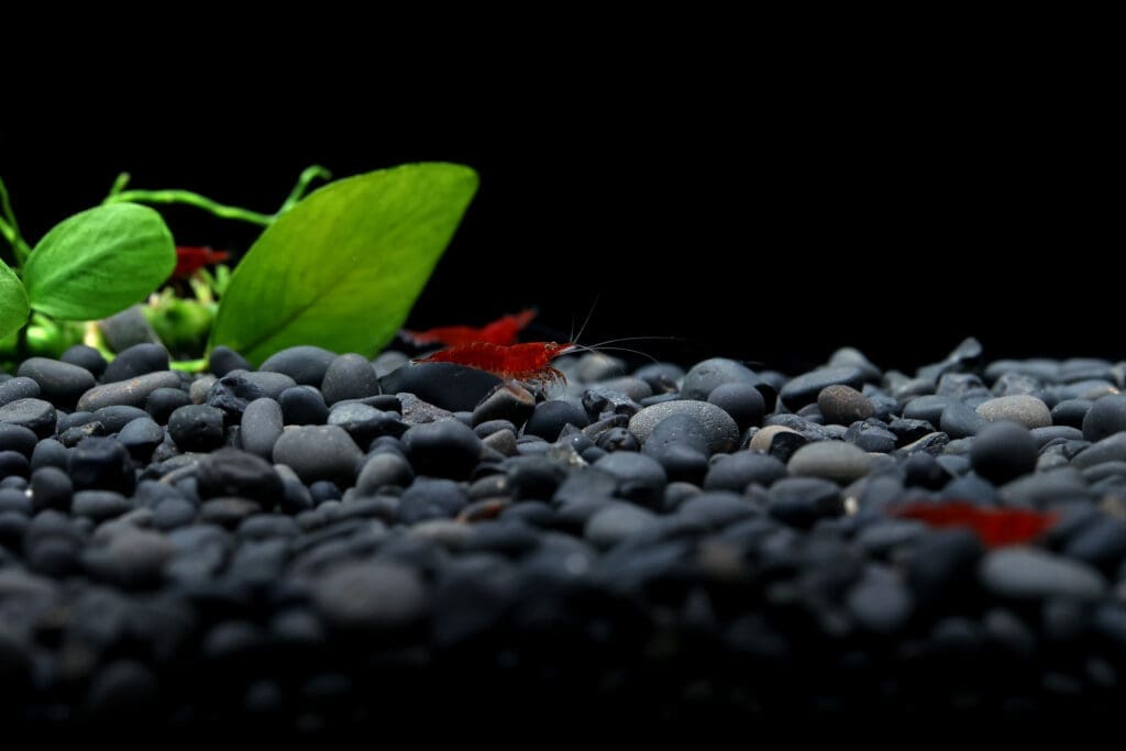 Red Fire Shrimp