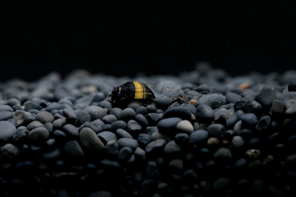 Millenium Snail Yellow Horn Snail