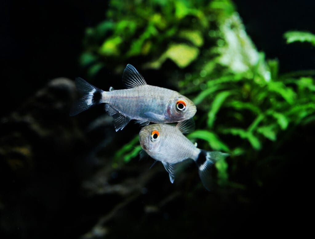 Red Eye Tetra