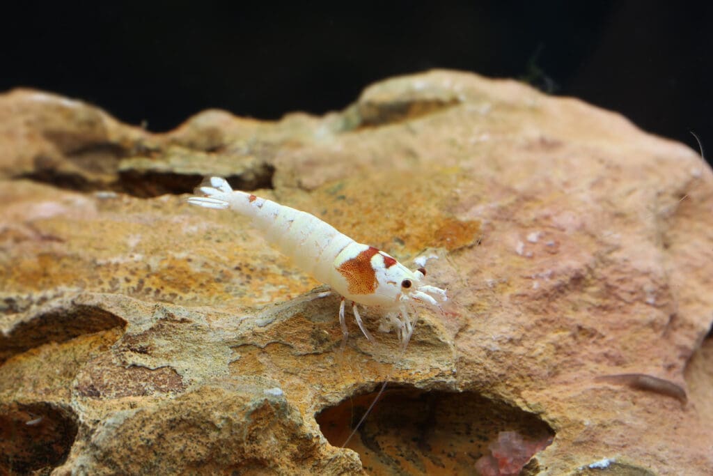 Red bee shrimp Grade SS