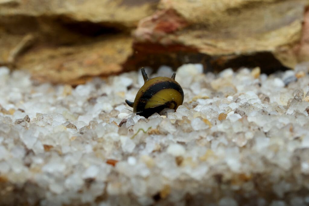 Zebra Horn Snail