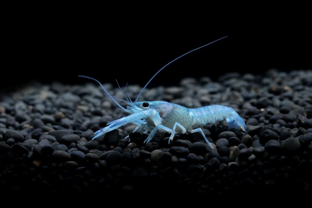 Blue Lobster
