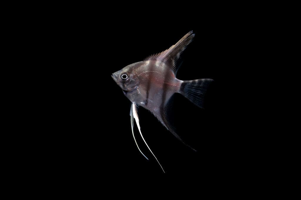 Peruvian Altum Angel
