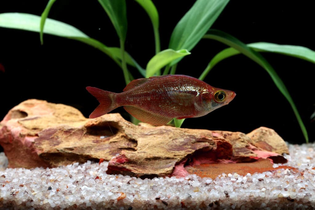 fish breeding