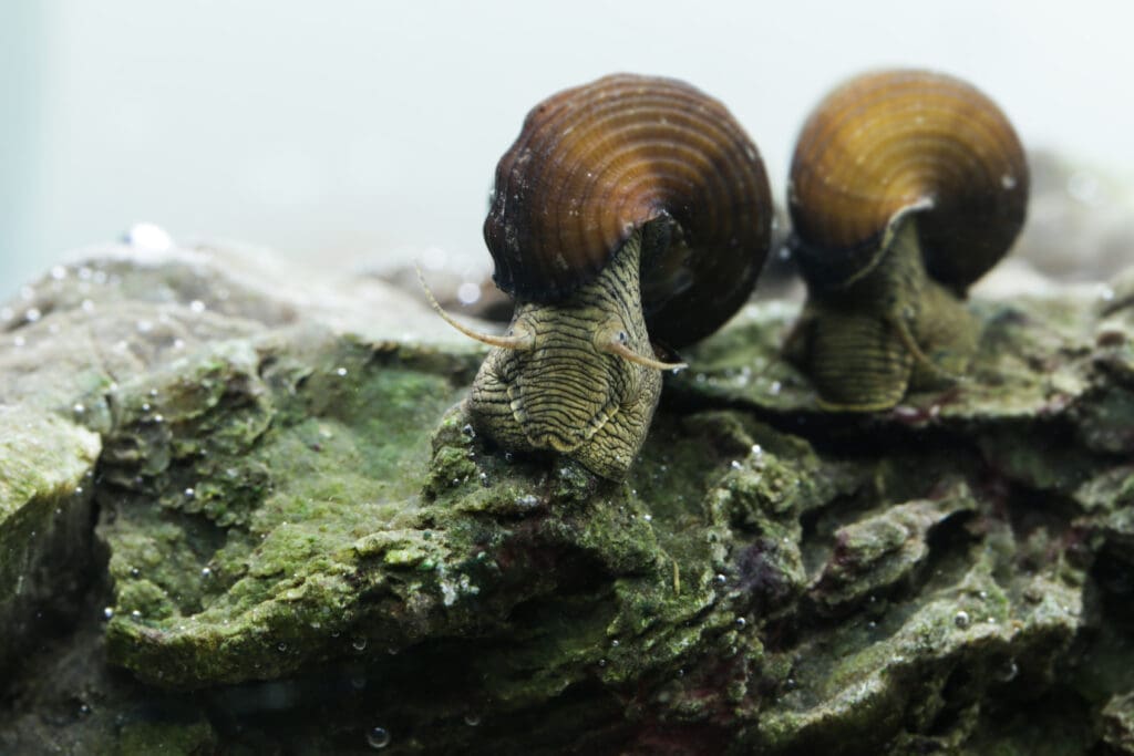 Yellow Poso Rabbit Snail