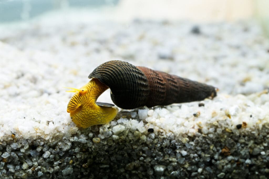 Orange poso rabbit snail