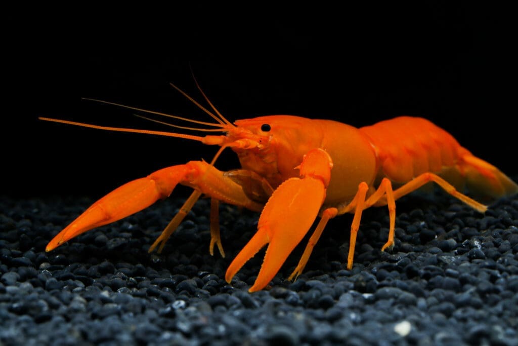 Papua EXTREME Red Crayfish