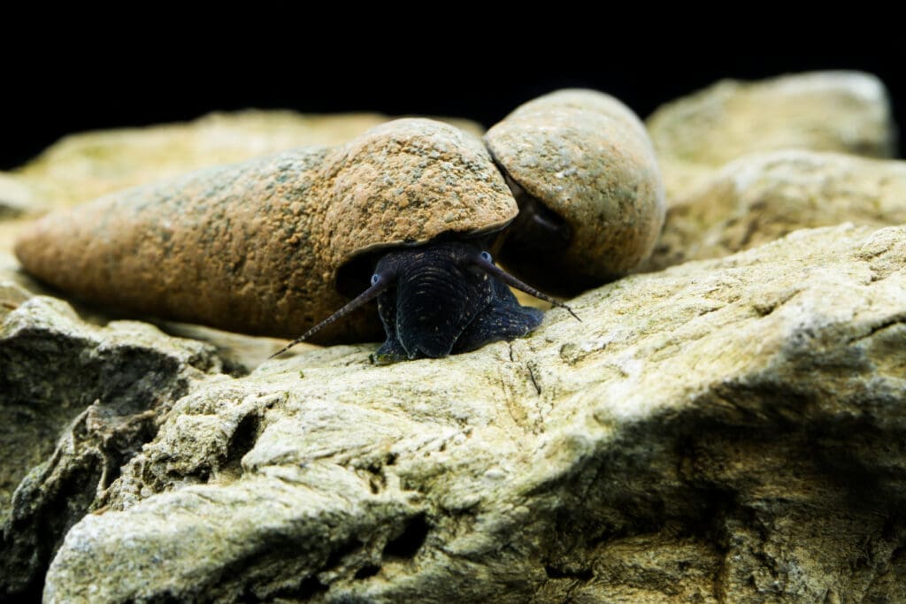 Chocolate poso rabbit snail