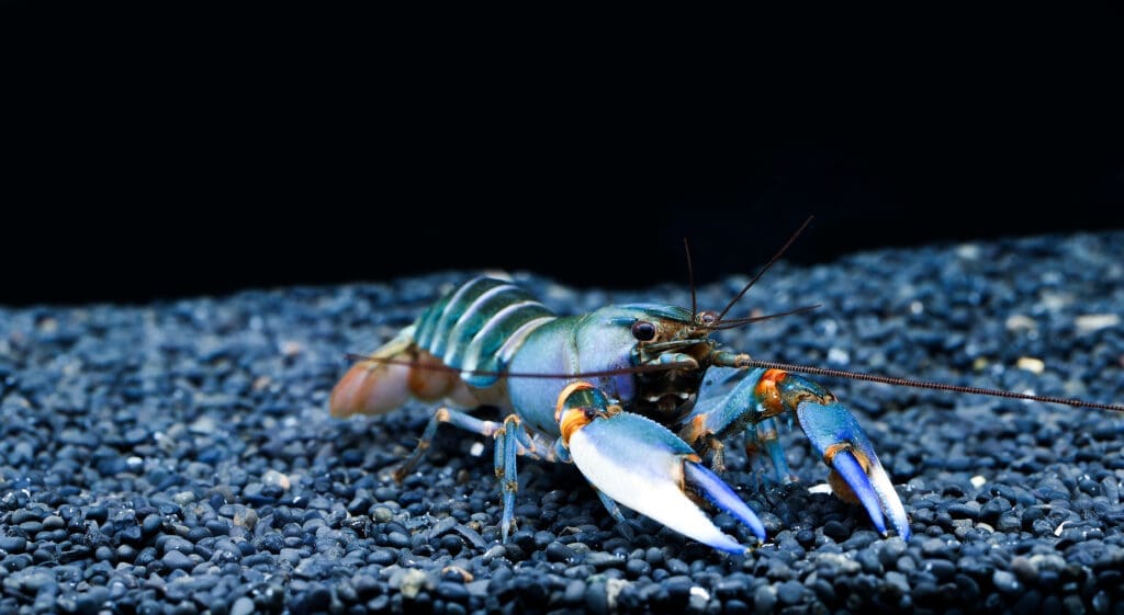 Papua Blue Kong Crayfish