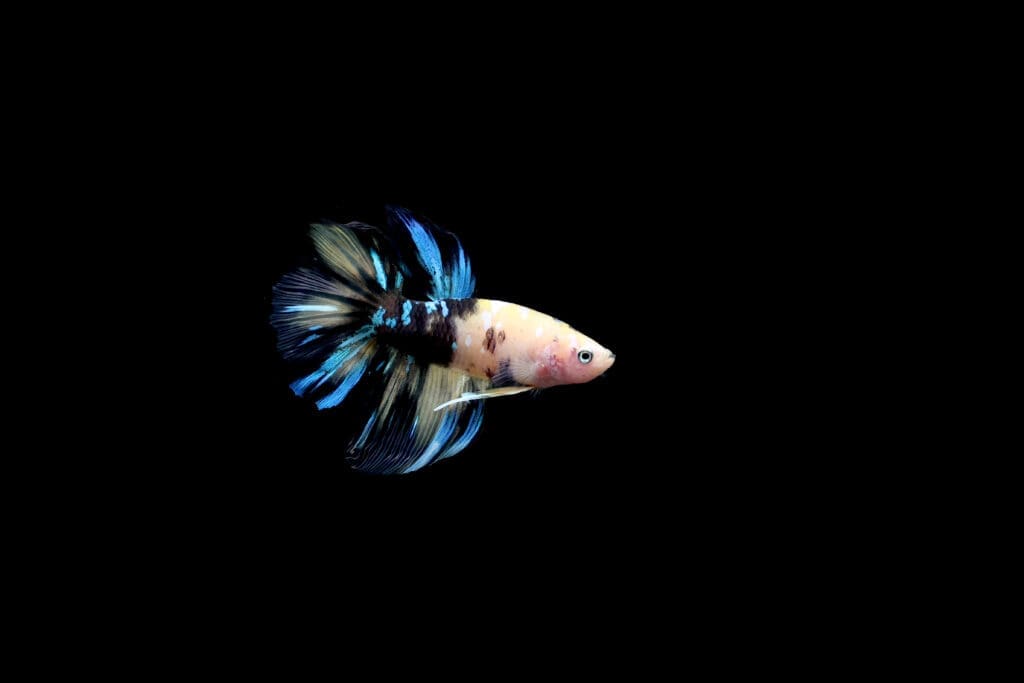 Betta Halfmoon Yellow Koi Galaxy - Grade A