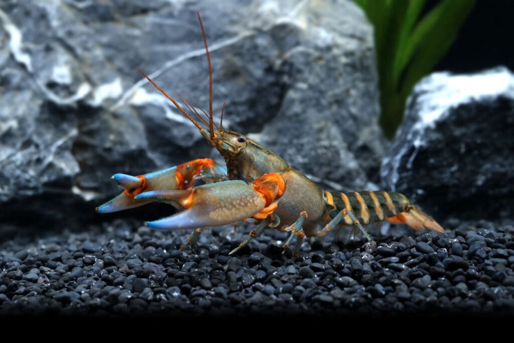 Papua Blue Tip Orange Zebra Crayfish