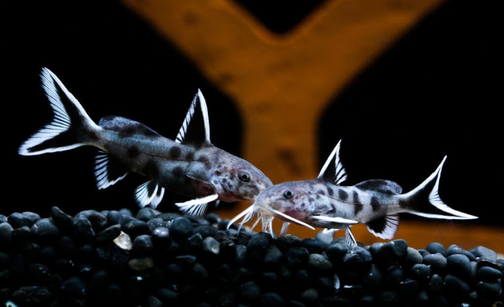 Synodontis Piedratus