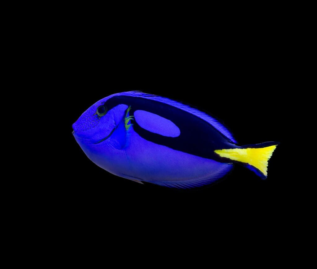 Butterfly Fish