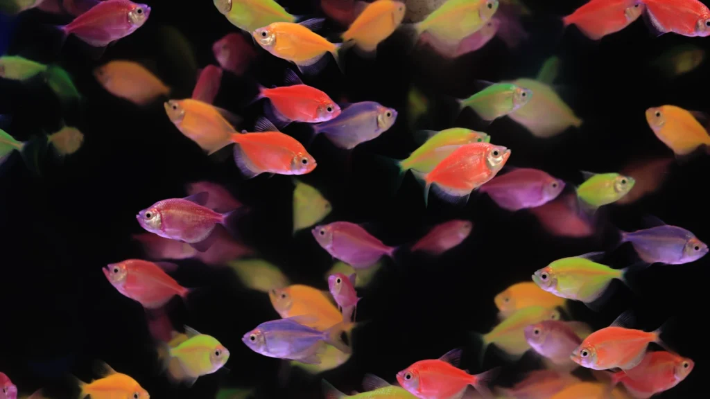 Ornamental Fish