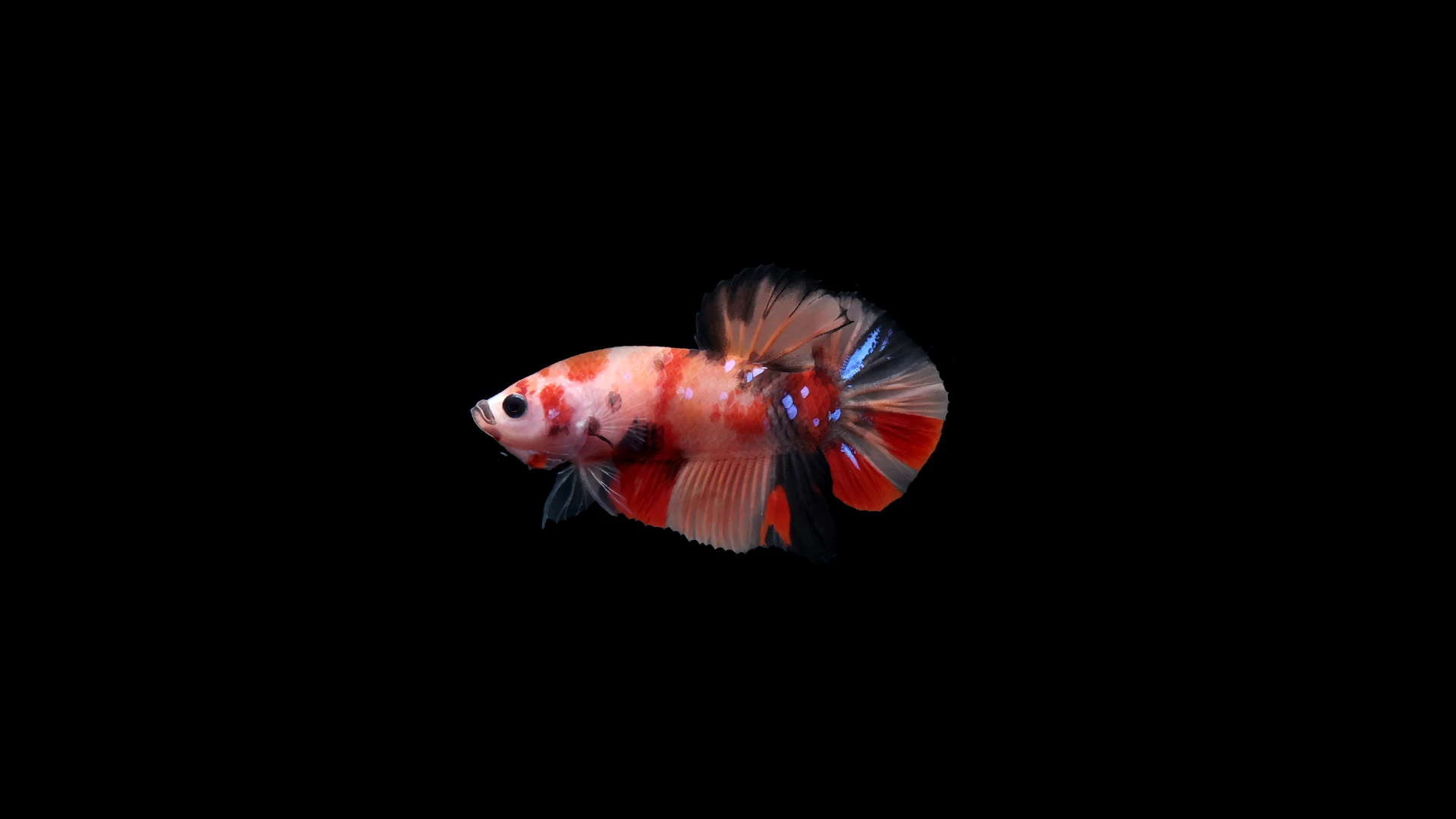 Betta Plakat Candy Fish