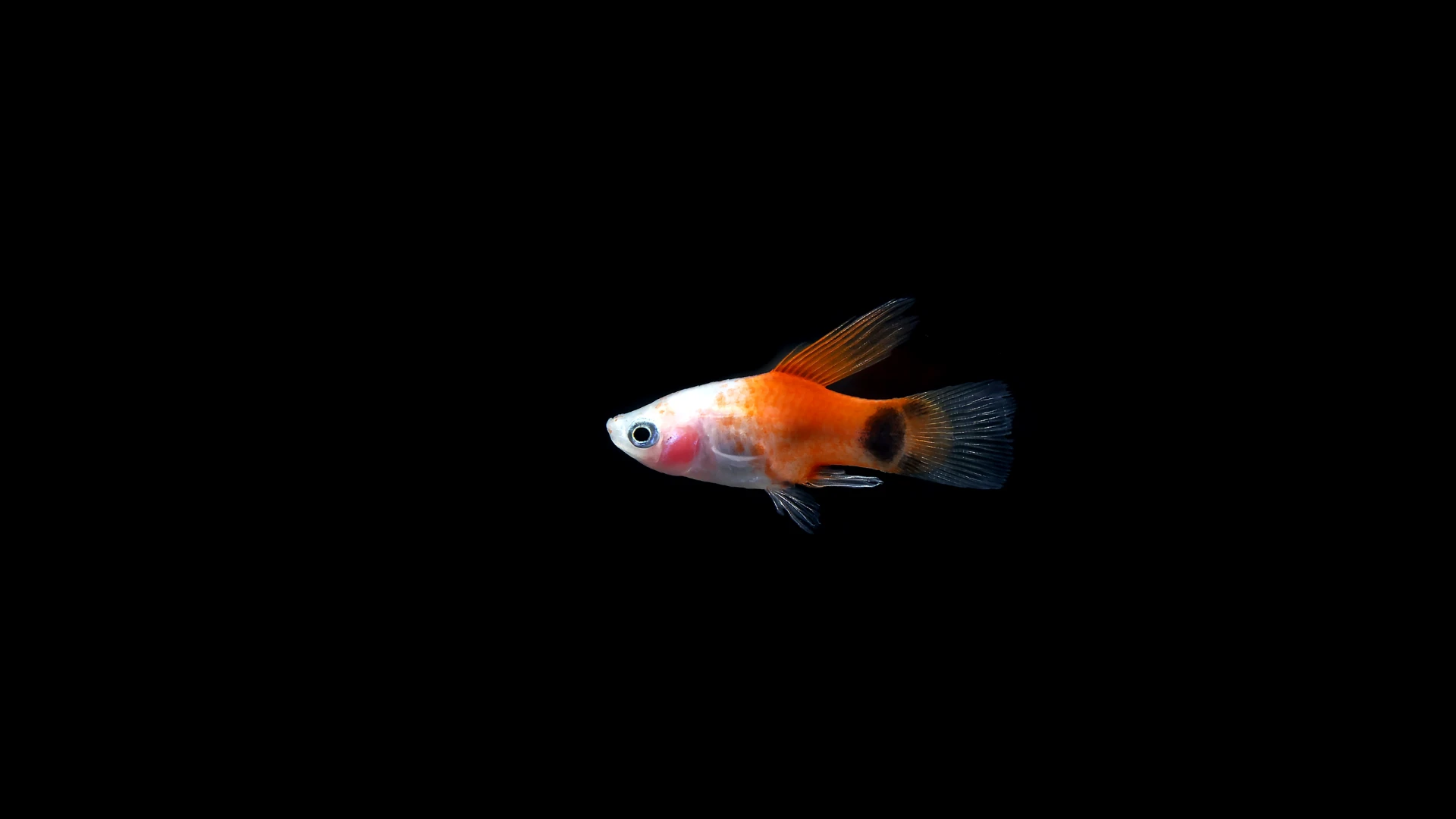 White Mickey Mouse Platy Longfin (freshwater livebearer)