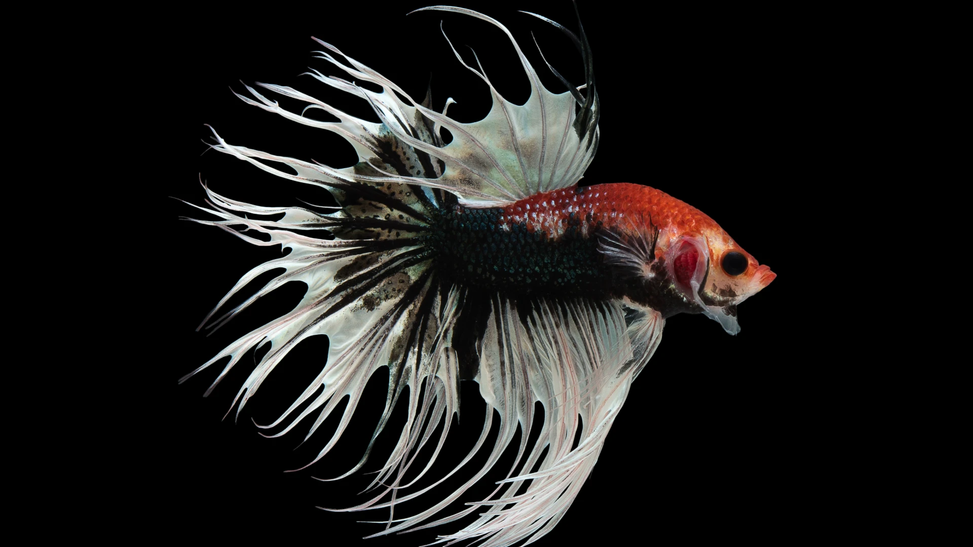 crowntail betta fish