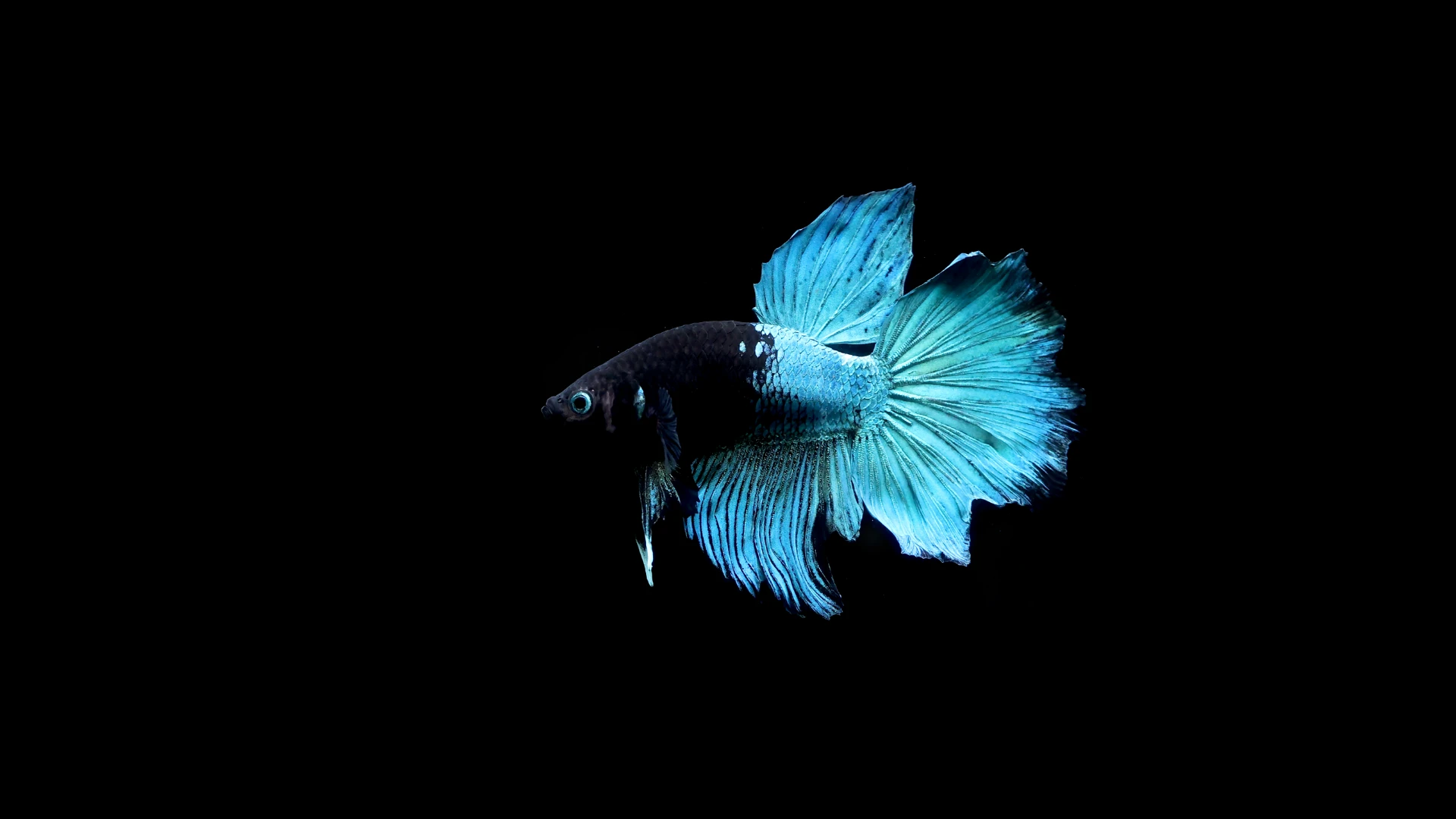 Betta Halfmoon Avatar 
