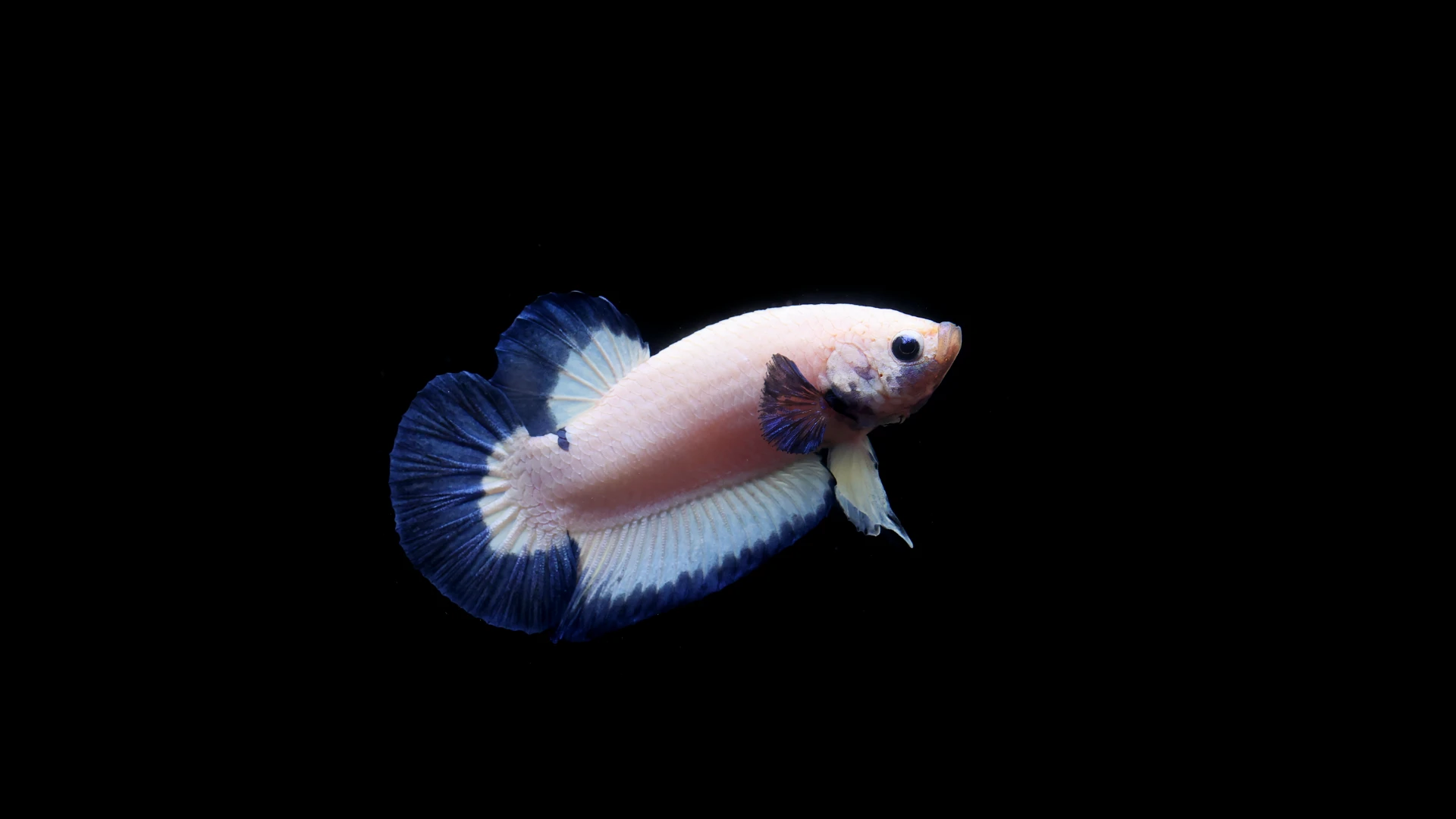 Blue Rim Betta