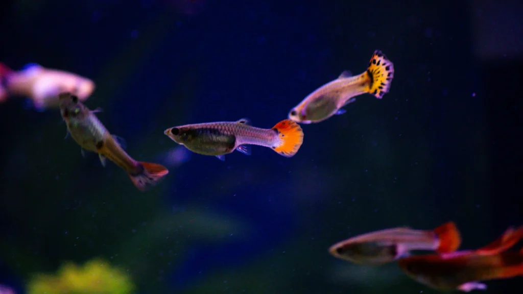Livebearer fish
