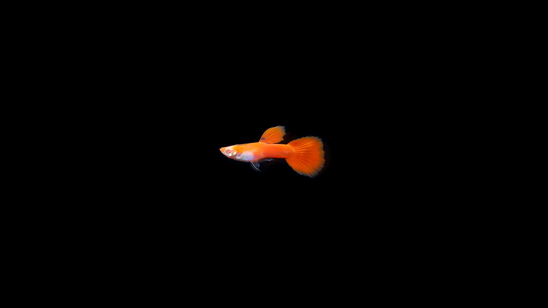 guppy fish
