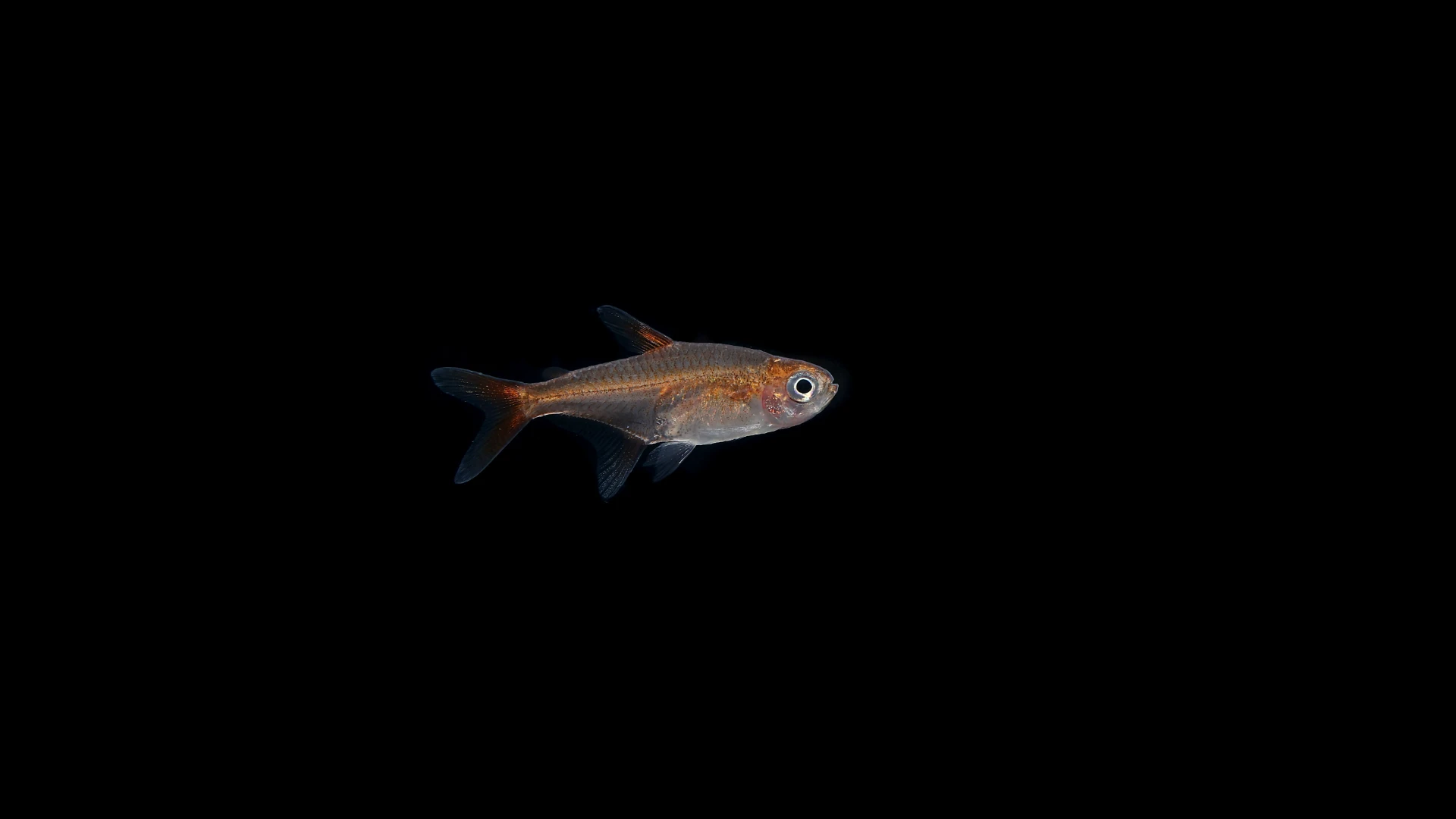 Ember Tetra Fish