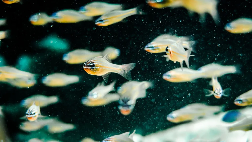 schooling fish