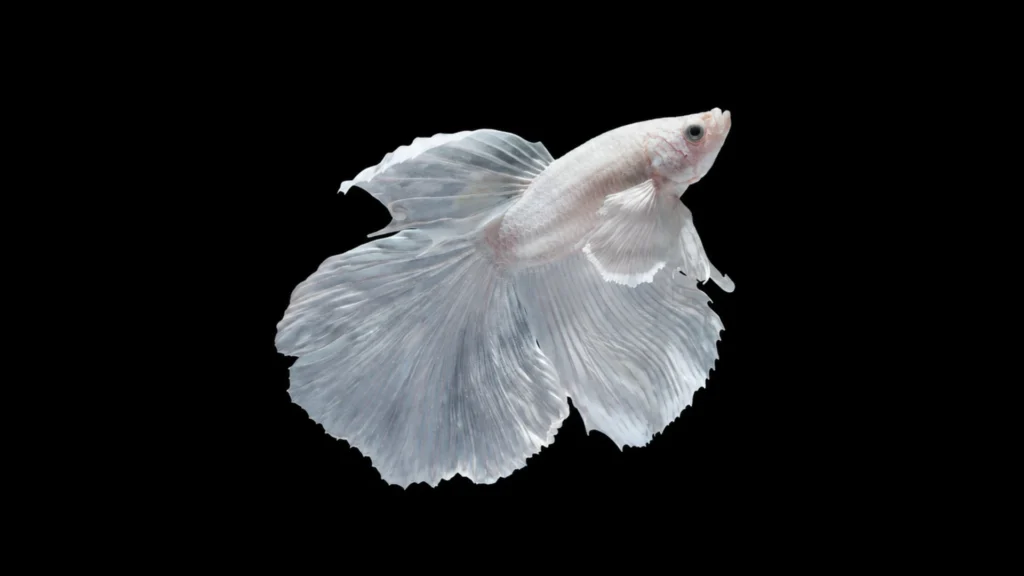 platinum fish