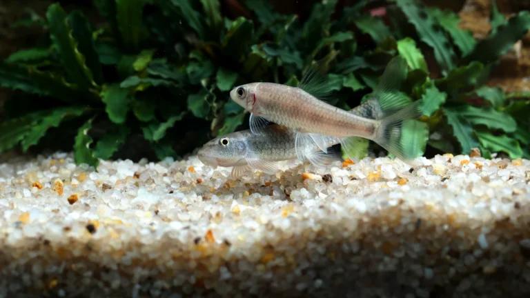 Fish Health