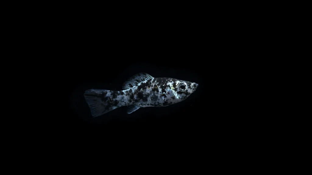 dalmatian fish