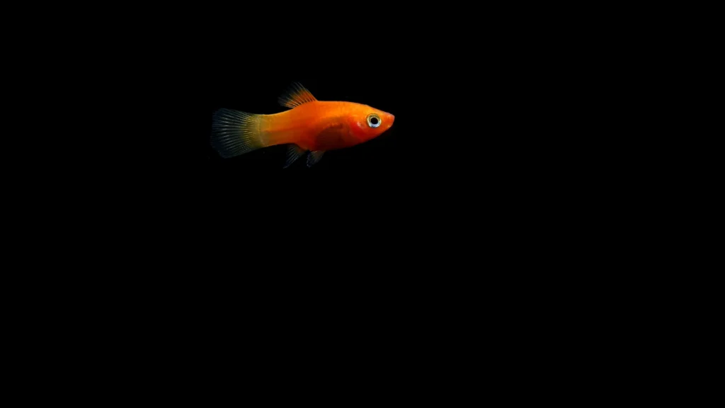 Sunkist Orange Fish