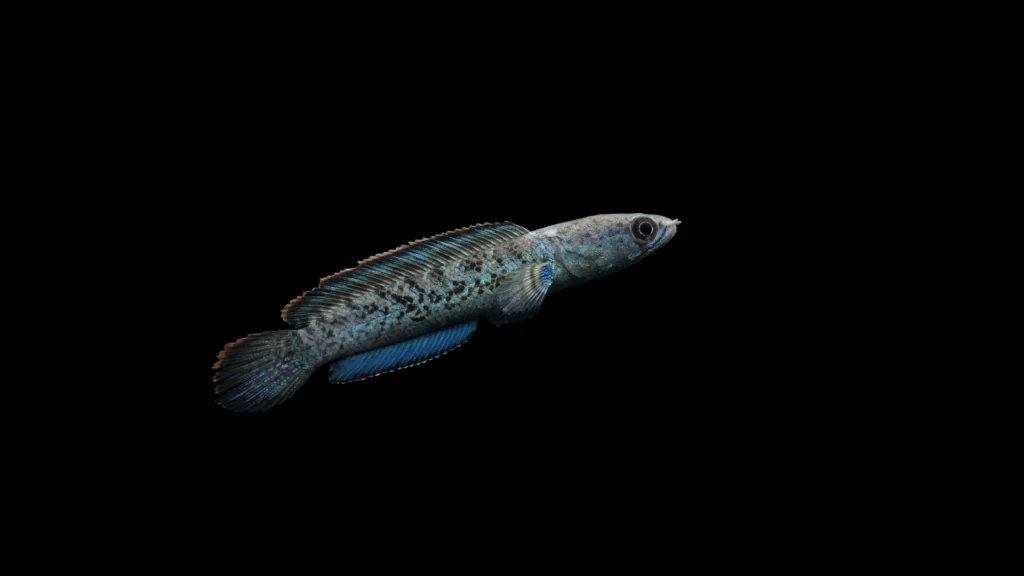 Blue Pulchra