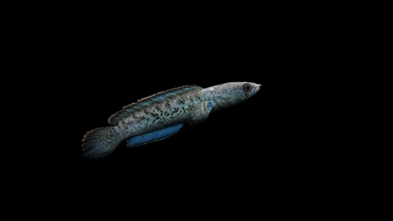 Blue Pulchra