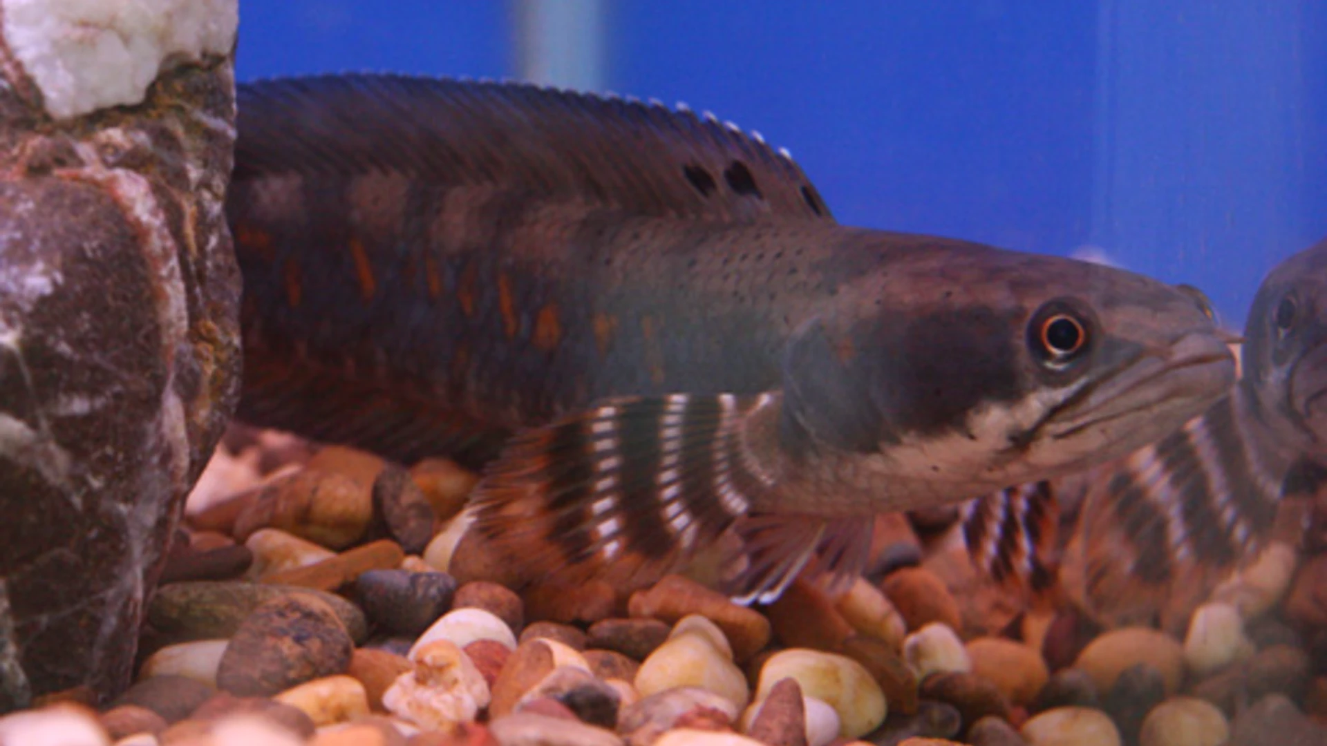 Blue Pulchra Suitable for Every Aquarium