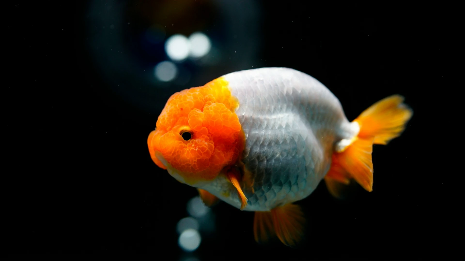 Ranchu Goldfish