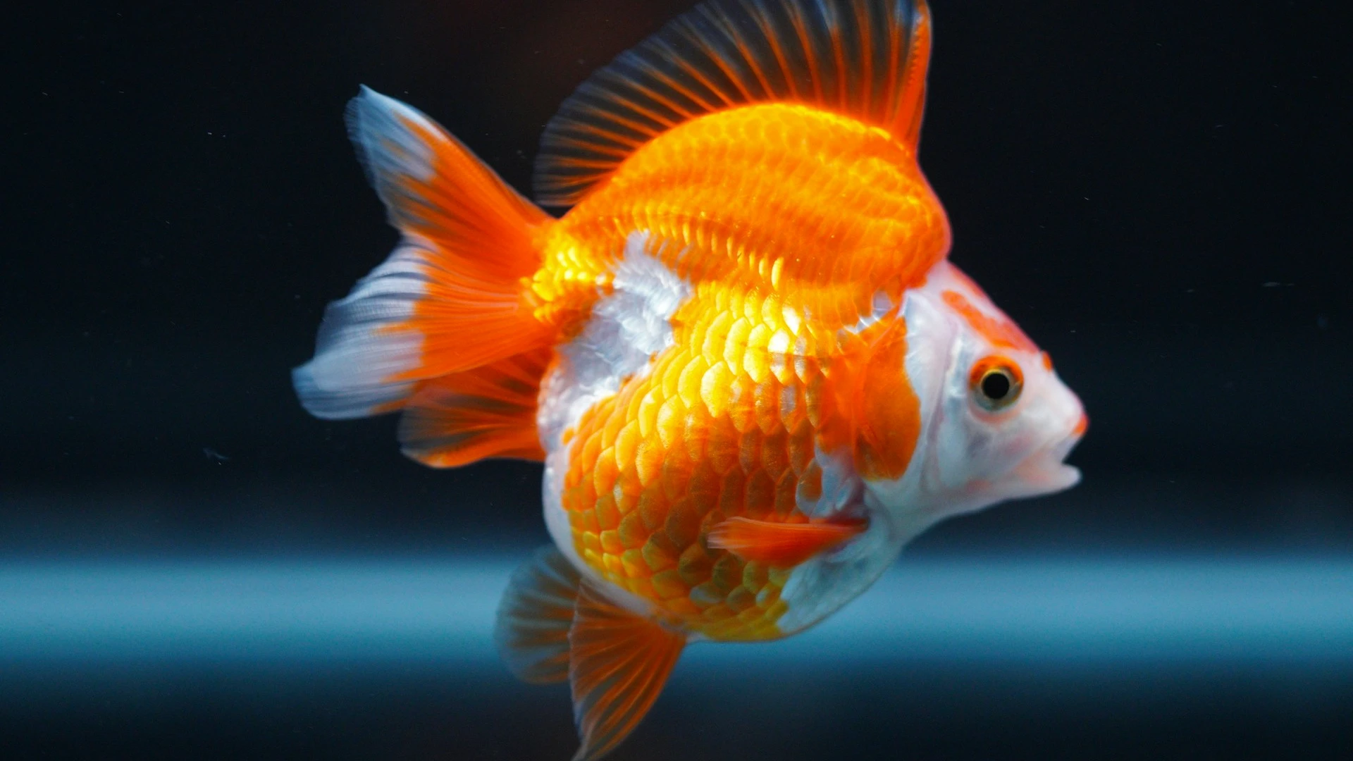 Ryukin Goldfish